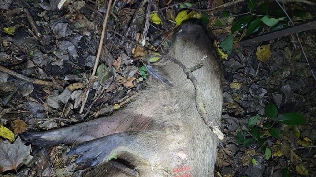El cuerpo del carpincho presentaba un orificio de bala (Gentileza LaBuenaInfo).