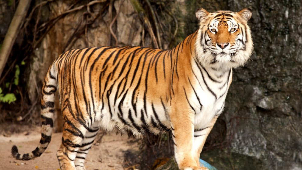 El tigre siberiano estaba en el zoológico desde finales de 2019. (Imagen ilustrativa)