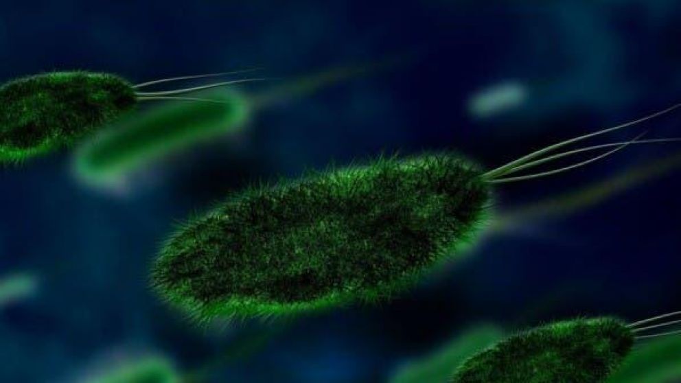El parásito Naegleria fowleri vive en el ambiente sin causar daño al ser humano. (Imagen ilustrativa)