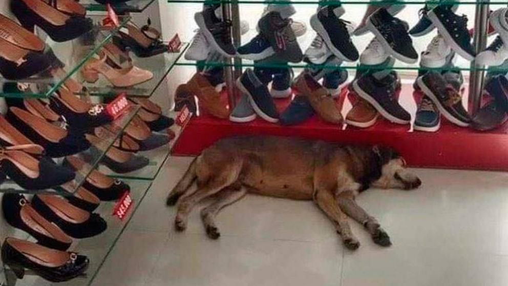 El perro se acurrucó en una esquina de la tienda.