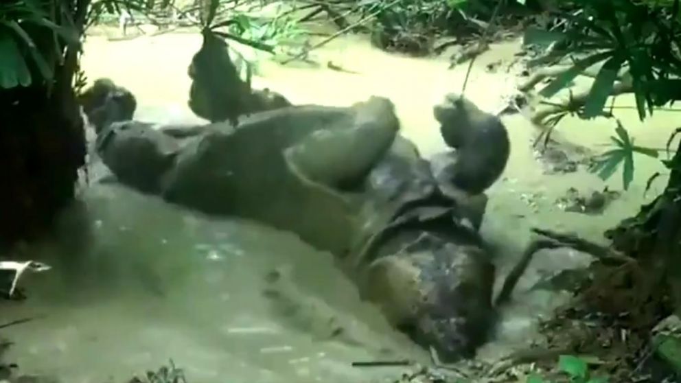 El baño los ayuda a controlar las temperaturas de su cuerpo. (Captura de video)
