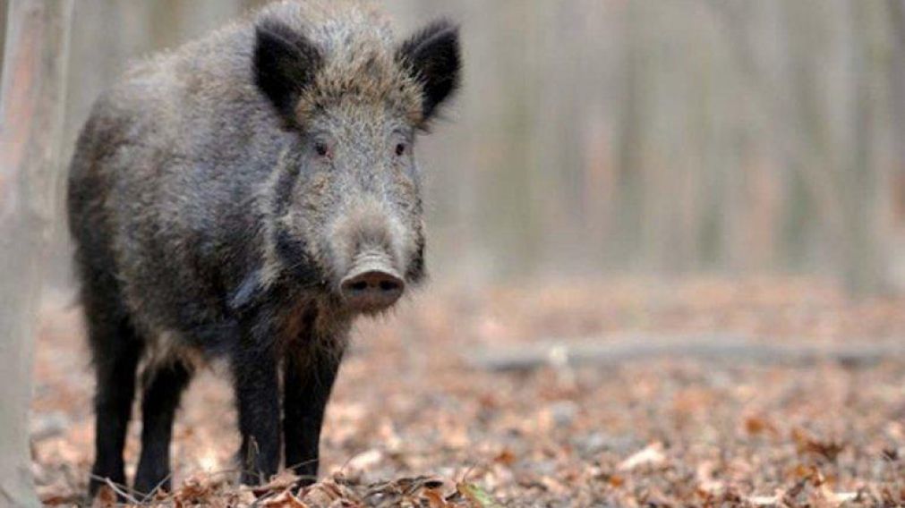 Este animal es omnívoro y se alimenta de vegetación (Imagen ilustrativa).