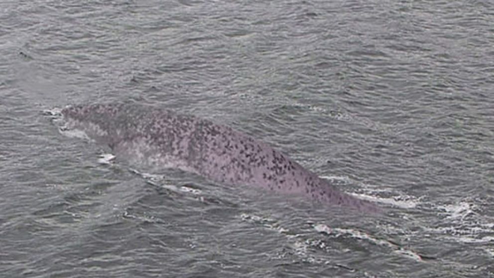 La foto habría sido tomada realmente en 2018 y correspondería a un pescador de Italia.