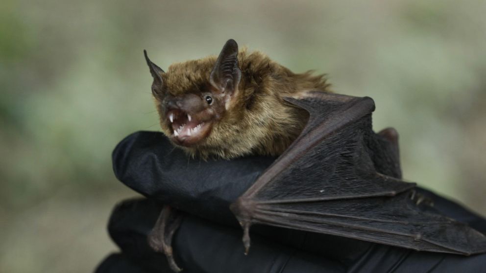 La imagen de un murciélago gigante fue compartida en las redes sociales y aterró miles de usuarios (imagen ilustrativa).