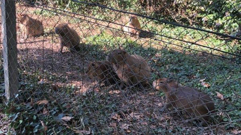 Los carpinchos esperaban del otro lado del alambrado para que los dejen entrar (Gentileza La Noticia1).