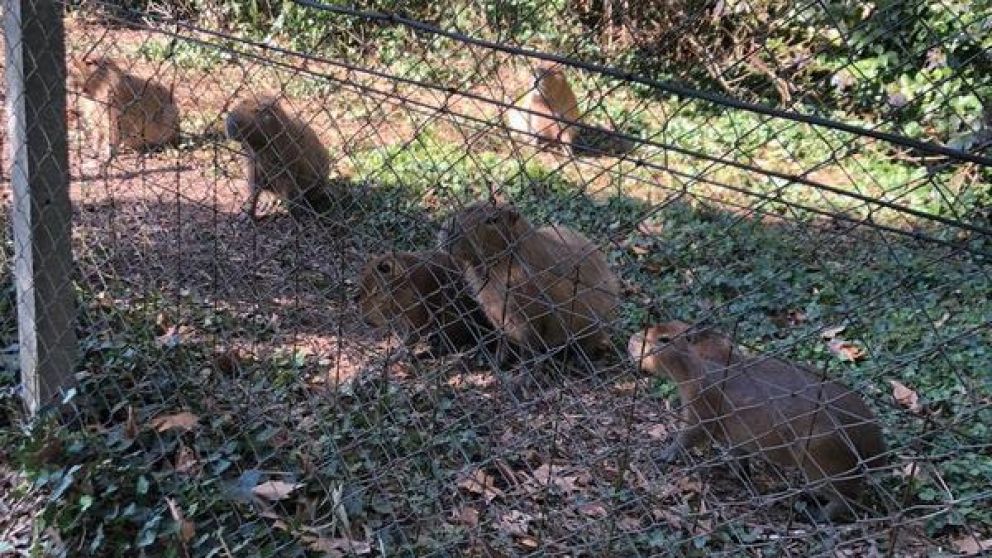 Los carpinchos esperaban del otro lado del alambrado para que los dejen entrar (Gentileza La Noticia1).
