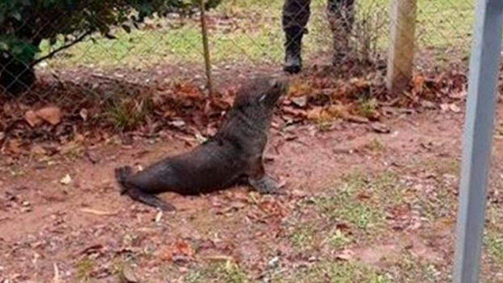 El lobo marino apareció orillas del río Luján, en el partido bonaerense de Escobar.