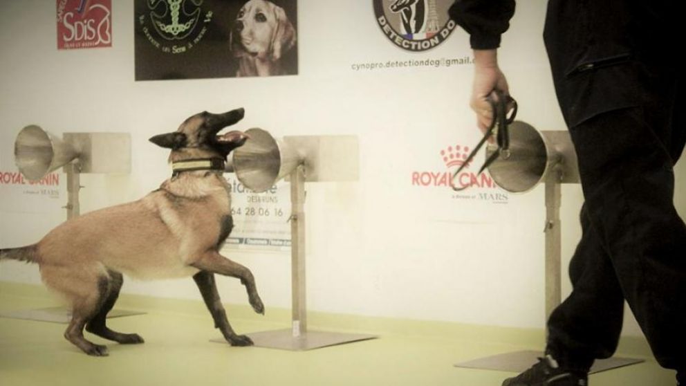 La Facultad de Veterinaria de la Universidad de Buenos Aires trabaja en el entrenamiento de perros “para detectar el agente viral coronavirus".