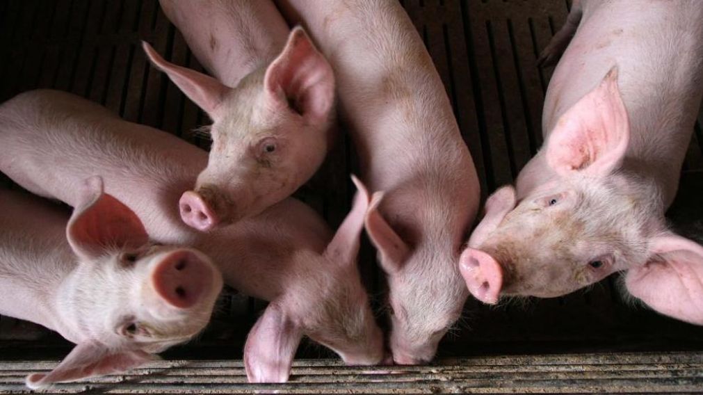 La enfermedad desciende gen�ticamente de la gripe porcina H1N1.