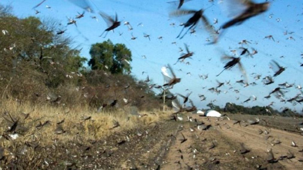 Tras 73 años, una plaga de langostas llegó a Corrientes: preocupa en Entre Ríos, Brasil y Uruguay.