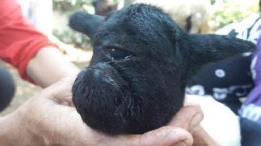 El nacimiento del animal caus� conmoci�n entre los ciudadanos de esa zona de Indonesia.