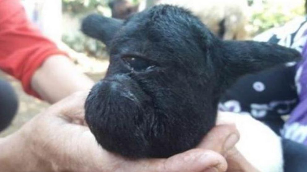 El nacimiento del animal causó conmoción entre los ciudadanos de esa zona de Indonesia.