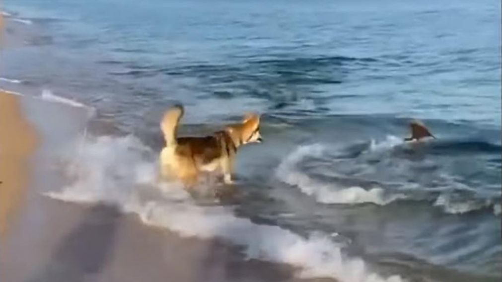 Un perro y un delfín enternecen a los usuarios gracias a un video que se volvió viral.