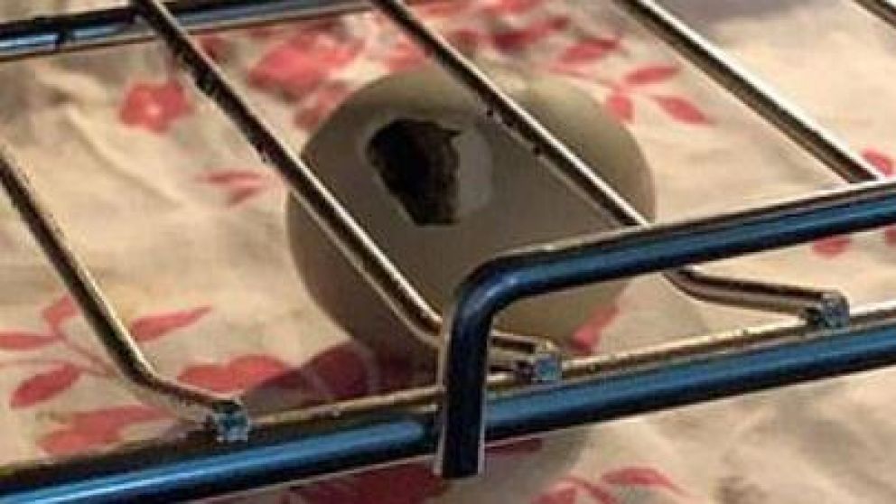 El ave nació en el interior de un electrodoméstico (gentileza WRH Photography/Solent News).