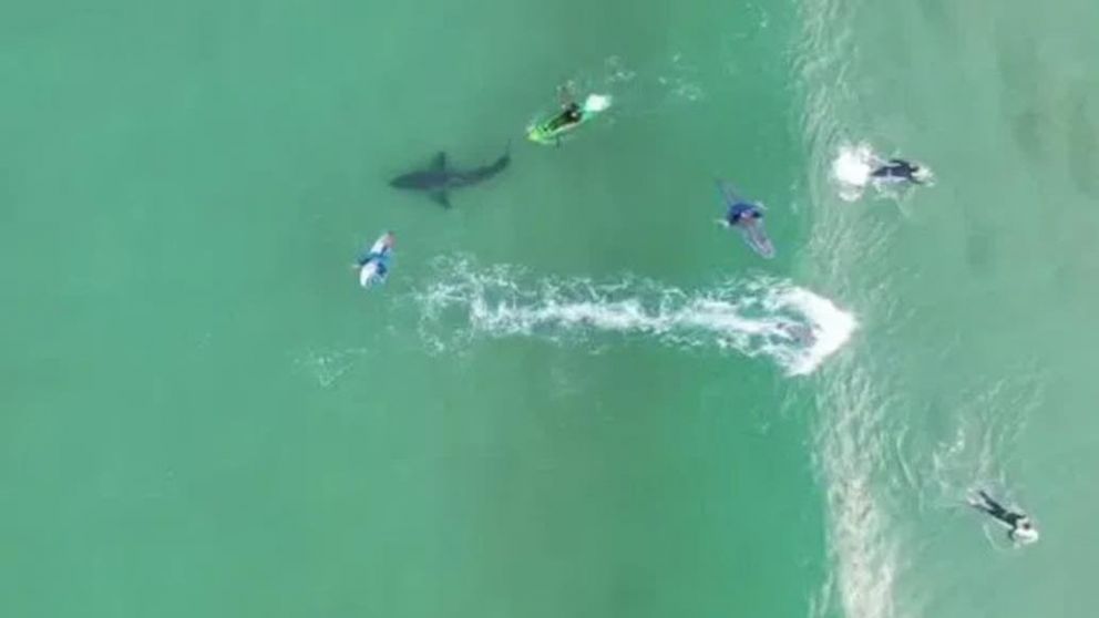 El escualo merodeando la zona donde recrean los ba�istas (Captura de video).