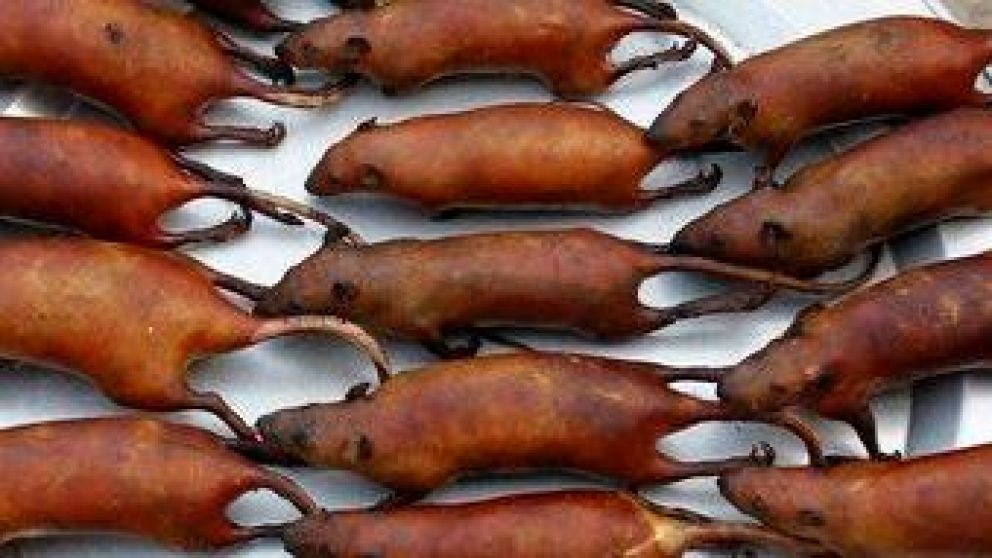 Un estudio demostró que las ratas que se comercializan y consumen en mercadoss del sudeste asiático albergan múltiples coronavirus.