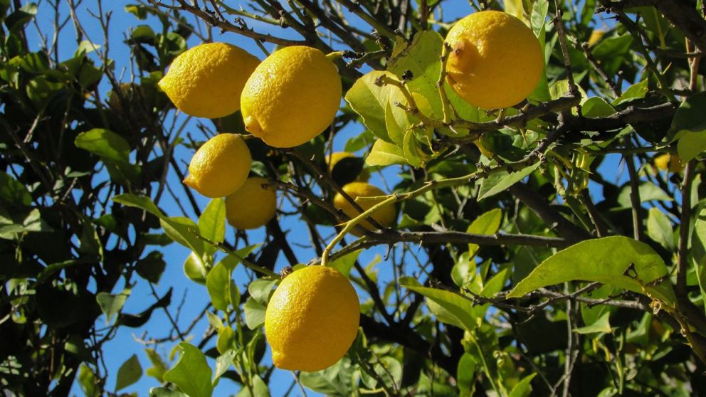 Feng Shui: Cómo utilizar un limón en tu hogar para atraer la abundancia