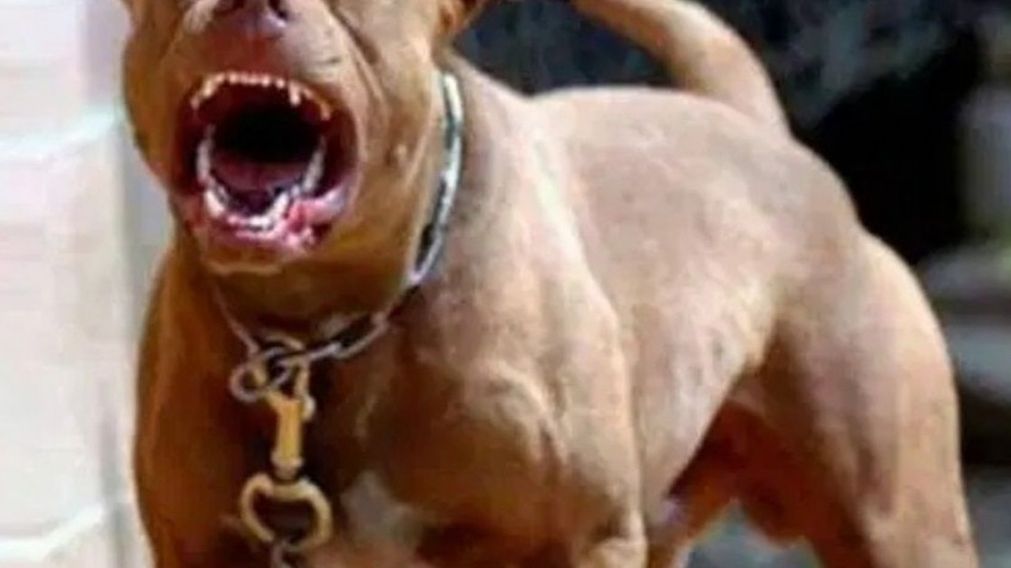 LOS PITBULLS FUERON CREADOS EN ESTADOS UNIDOS CON UN FIN VIOLENTO.