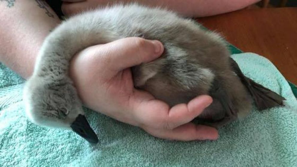 El pequeño animal quedó sin vida tras ser salvajemente golpeado por un deportista.