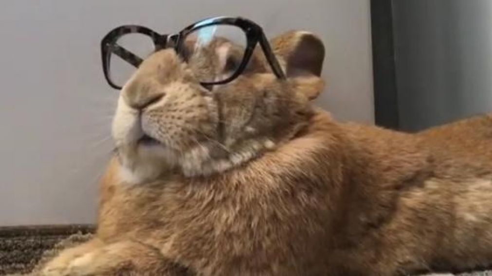 El conejo tiene más de 300 mil seguidores en Instagram (Captura).