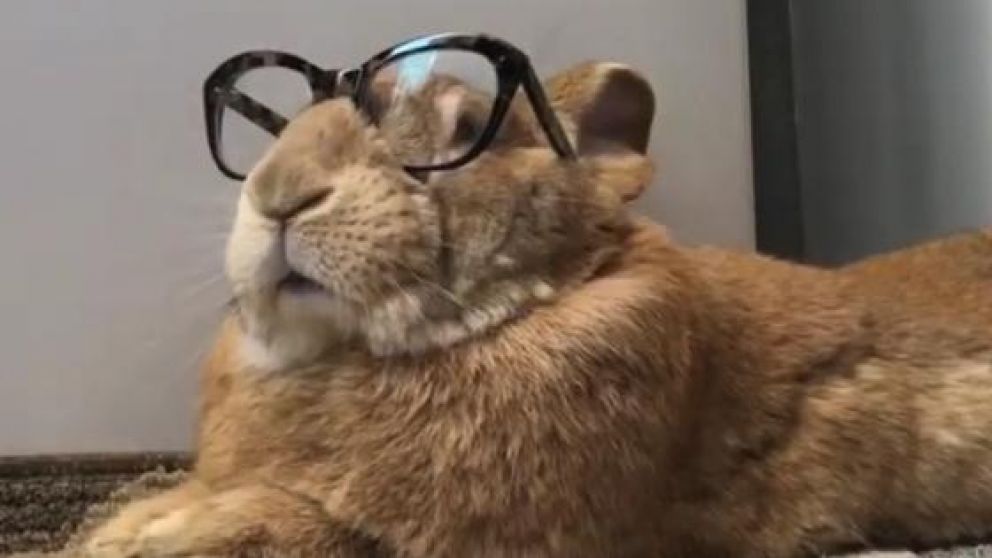 El conejo tiene más de 300 mil seguidores en Instagram (Captura).