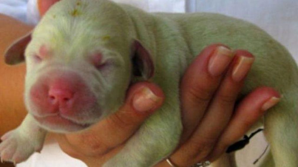 Así nació el pequeño perro de Misiones, sin embargo al cabo de unos días el color cambia.