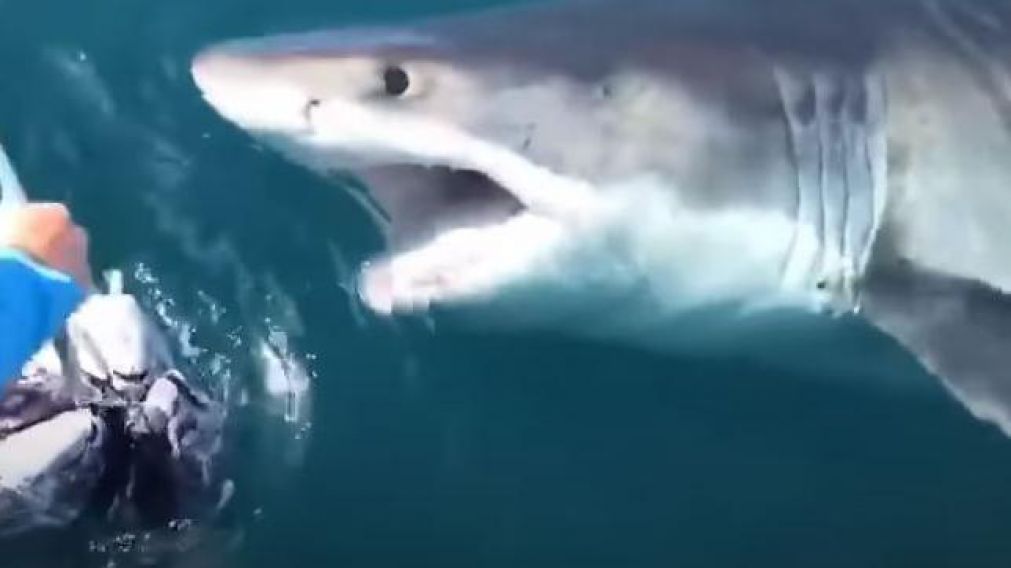 El sorprendente episodio quedó registrado por uno de los pescadores (captura video).