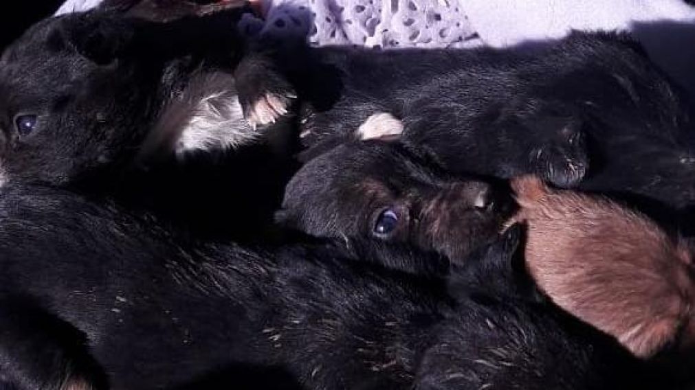 Los cachorros estuvieron aplastándose entre sí para lograr salir del balde.