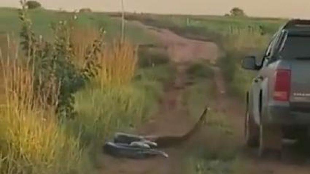 La anaconda se apresta a atacar al rodado. (Captura de video)