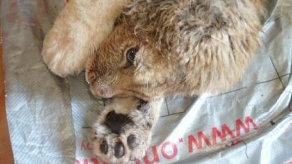 Rompen las patas de un león para que turistas se saquen fotos