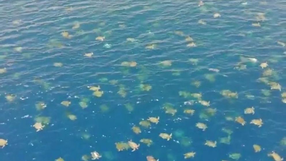 Estas especies se encuentran en peligro debido a la caza. (Captura de video)