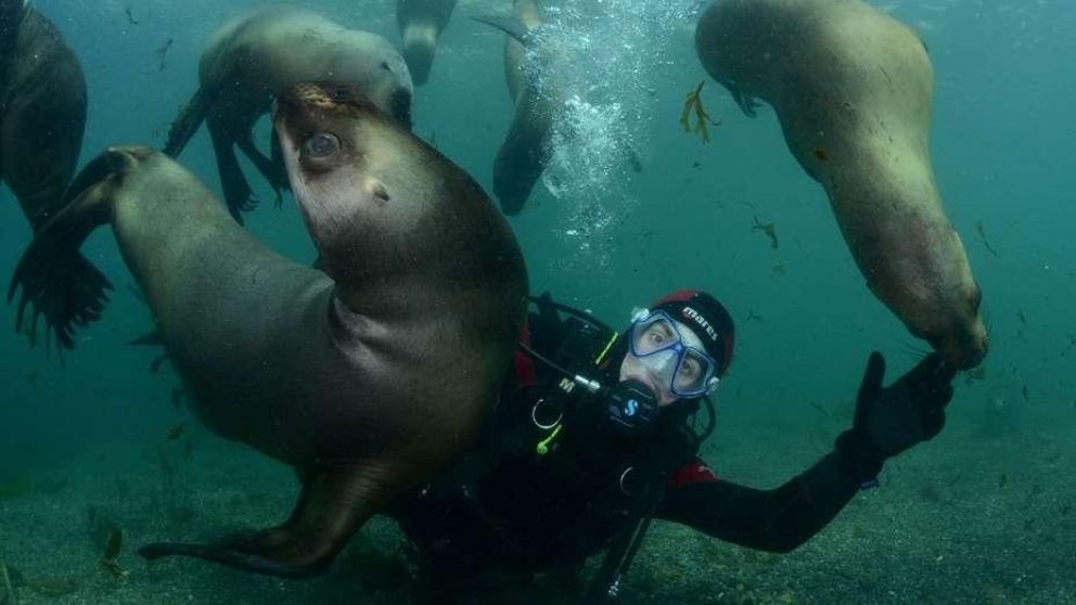 Habilitaron la práctica del buceo en Puerto Madryn.