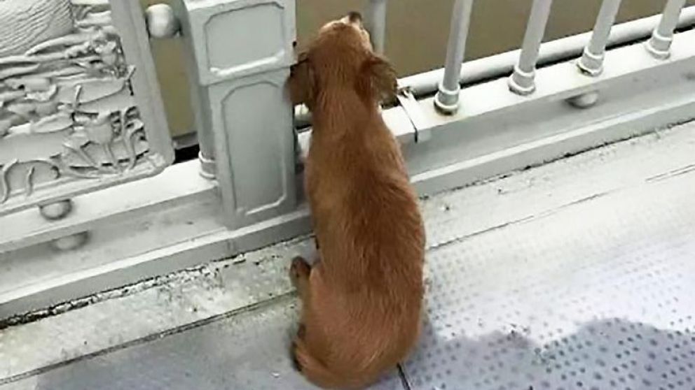 Las imágenes del perrito conmovieron a miles de usuarios (Captura).