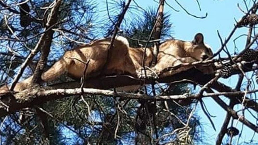 El puma fue hallado en un sector del barrio Las Dunas.