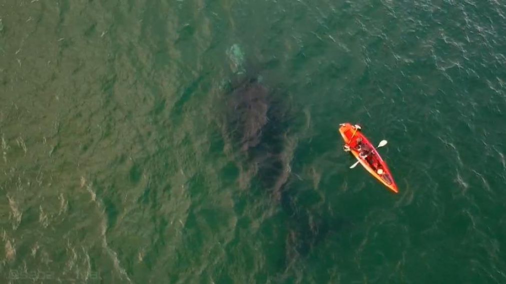 La ballena vista desde el cielo (Captura de video).