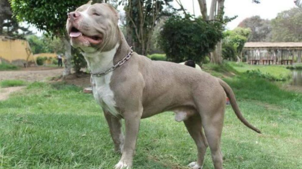 Los policías tuvieron que matar al pitbull porque no pudieron controlarlo. (Imagen Ilustrativa).