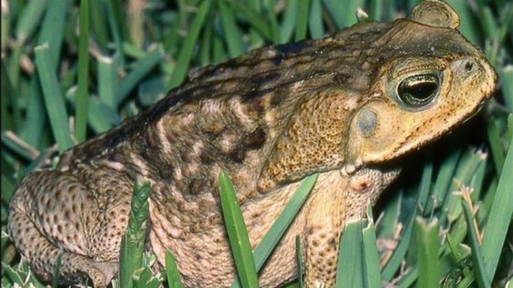 Los sapos gigantes son oriundos de América Central y partes de América del Sur.