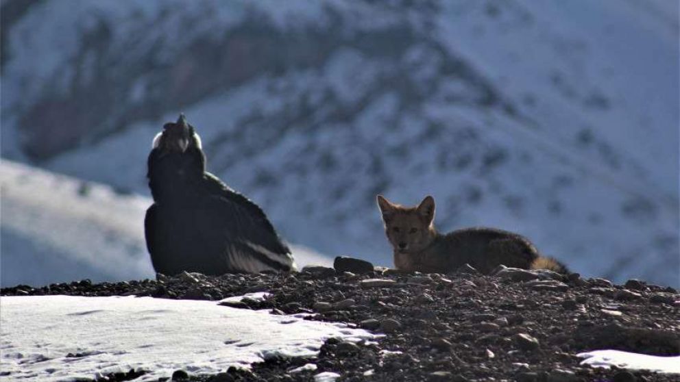 La fotografía fue tomada entre la Quebrada de Matienzo y el límite con Chile.
