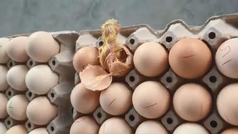 El pollito naci� en un supermercado (Captura de pantalla).