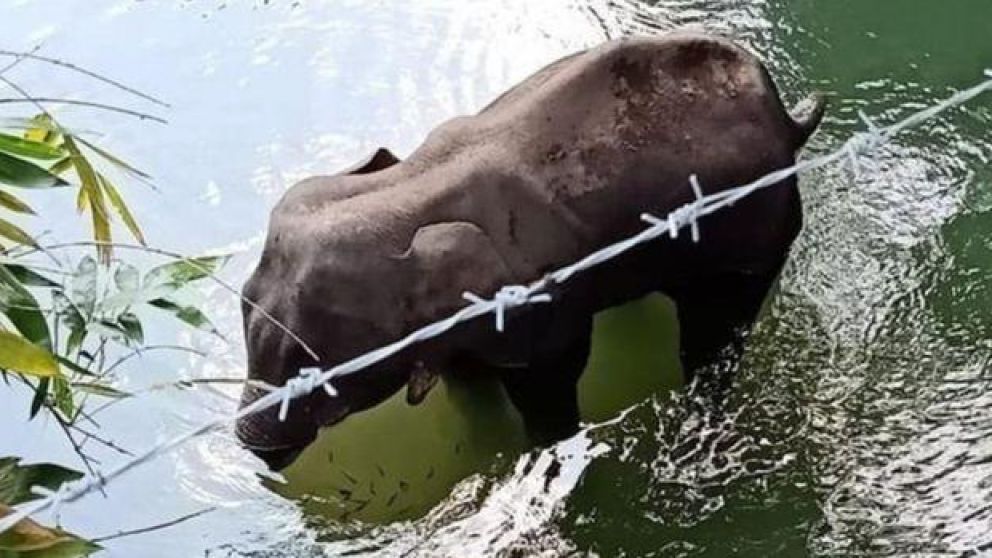 Luego de agonizar durante tres días, la elefanta embarazada murió.