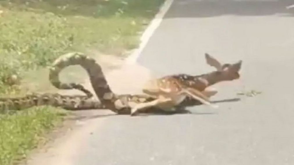 Milagroso escape de un ciervo del abrazo constrictor de una pitón de tres metros con ayuda humana