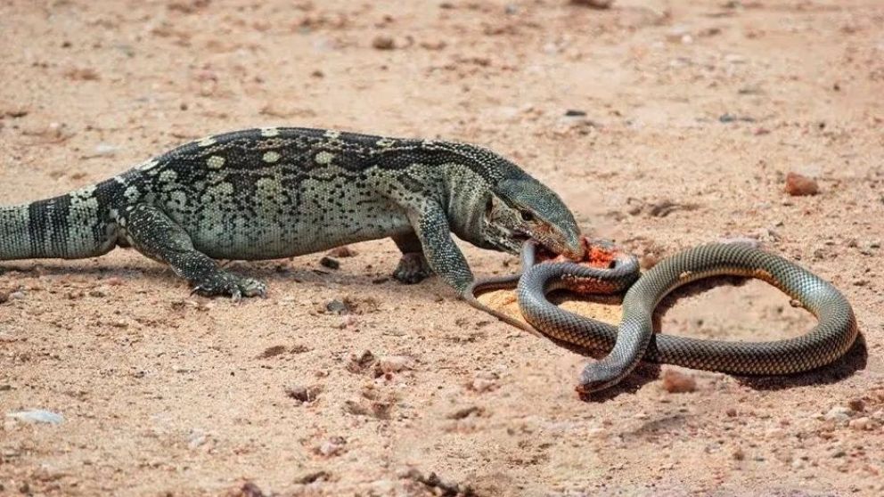 La impresionante pelea a muerte entre un lagarto y una serpiente venenosa.