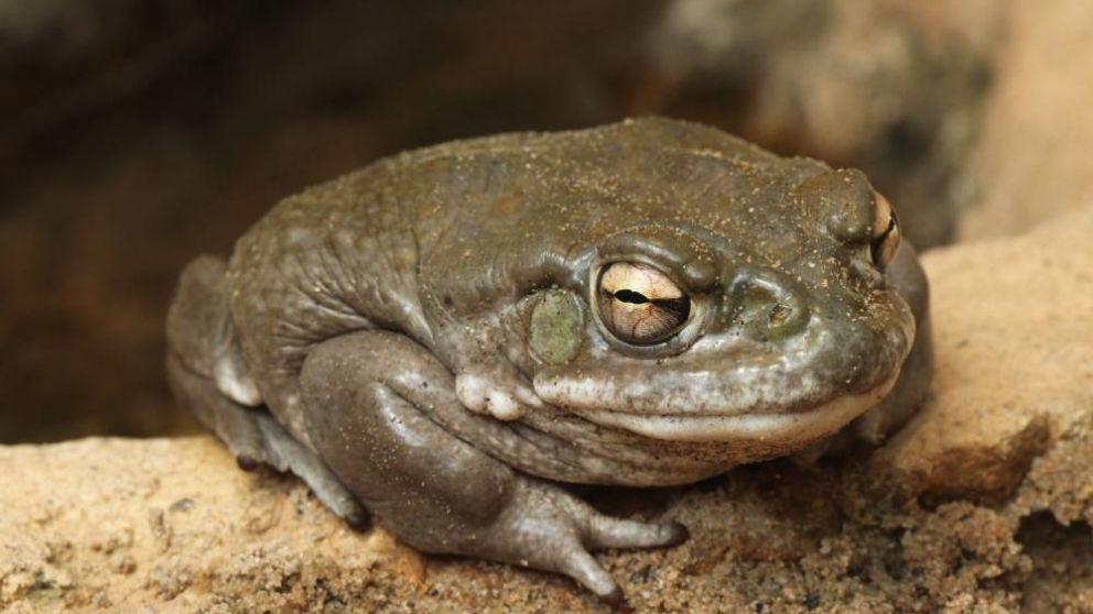 El rito del sapo es una peligrosa práctica que puede traer complicaciones a la salud. (Foto ilustrativa)