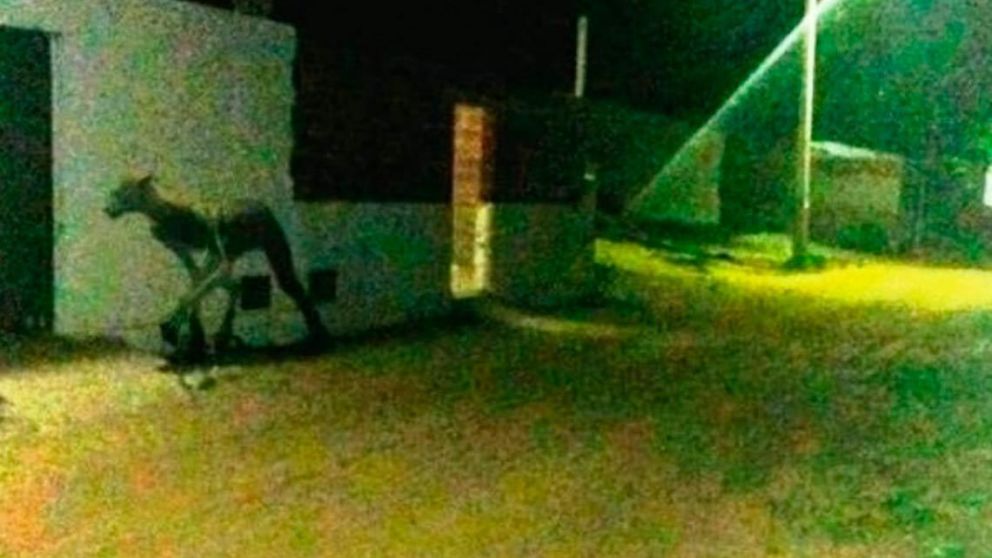 Este ser mitológico de Santiago del Estero, es conocido también como la Mulánima.