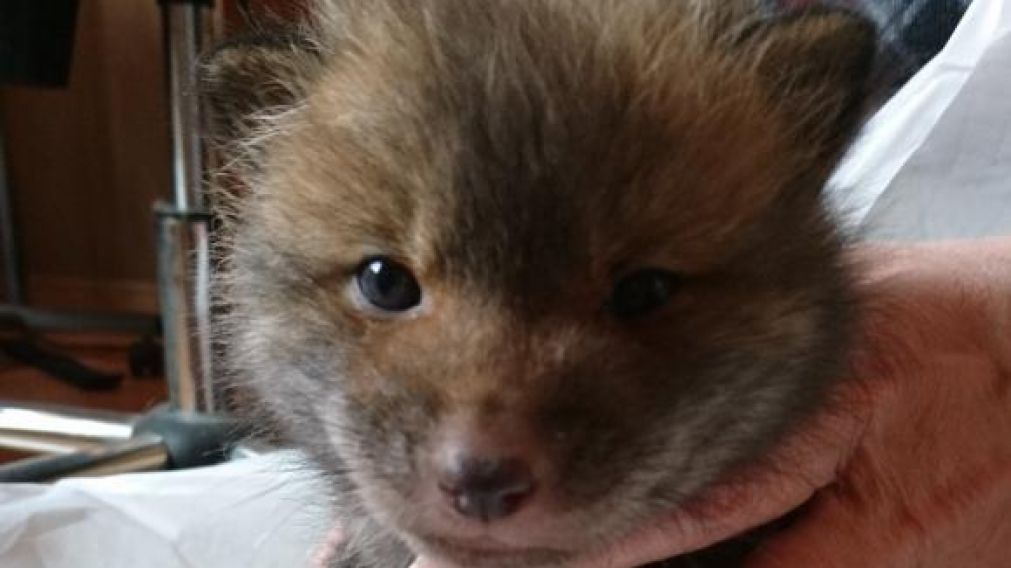 El joven estaba convencido de que estaba intentando dar en adopción a un "perrito".
