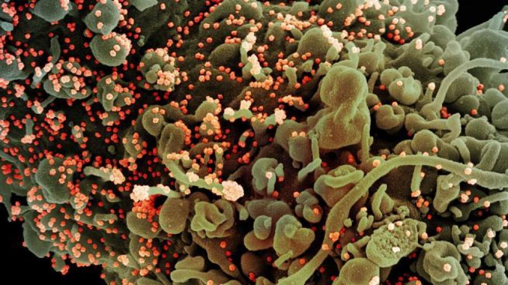 El estudio fue realizado por un equipo de investigación en Quimioinformática y Nutrición de la Universitat Rovira i Virgili (URV) de Tarragona, en España.