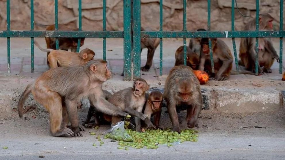 Los monos invadieron India durante la cuarentena.