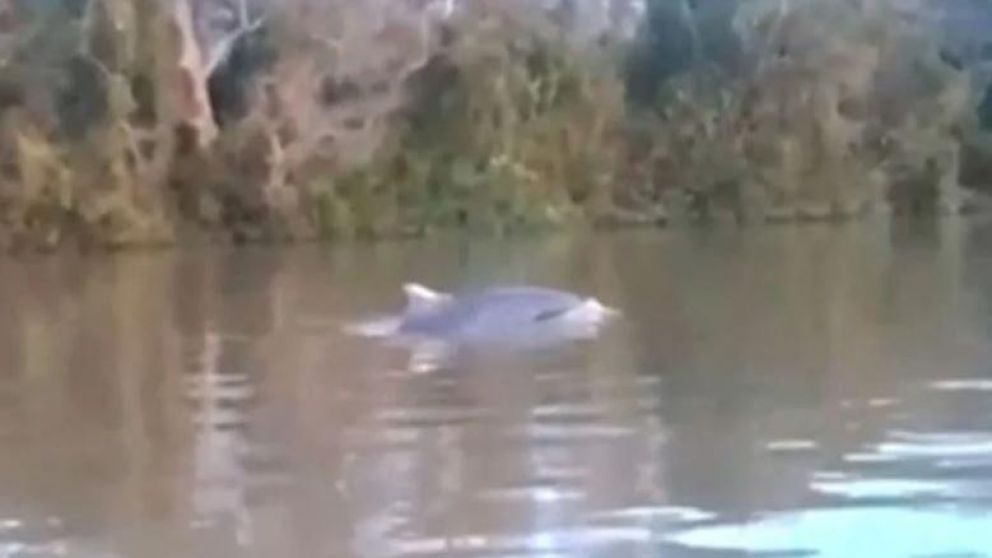 Ahora buscan intentar devolverlo al mar.