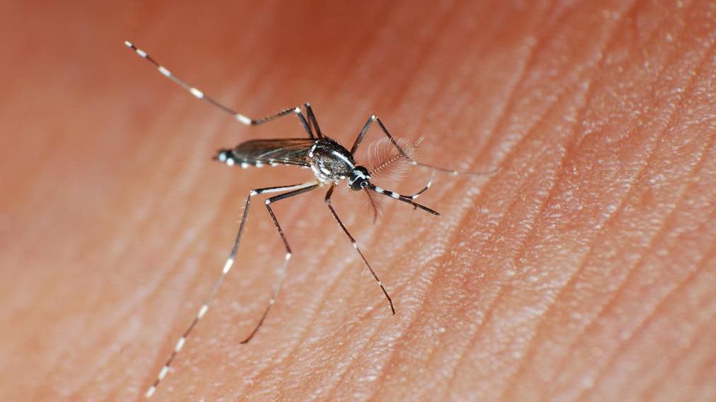 Alerta por el avance del tigre mosquito: es "gigante" y puede transmitir 22 tipos de virus.
