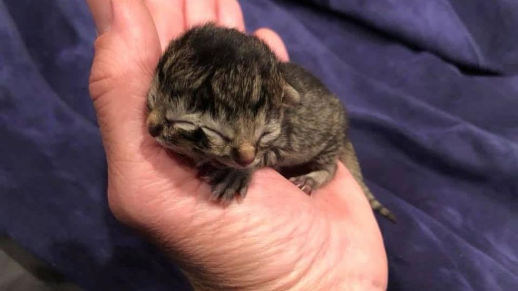 El gato había nacido el último 20 de mayo en una granja de Oregon y falleció tres días después.